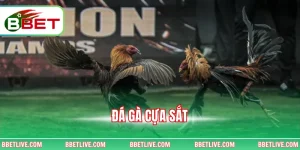 Đá Gà Cựa Sắt